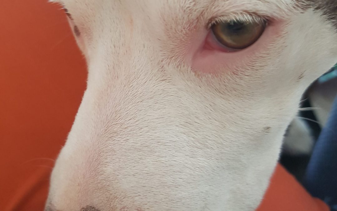 Why we are proud to train with SPCA’s National Rescue Unit